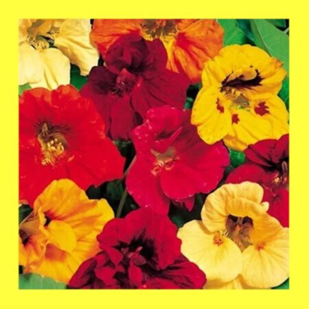 FLOWER-NASTURTIUM-JEWEL MIX