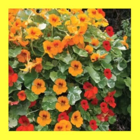 FLOWER-NASTURTIUM-TRAILING MIX