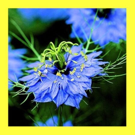 FLOWER-NIGELLA-LOVE IN A MIST