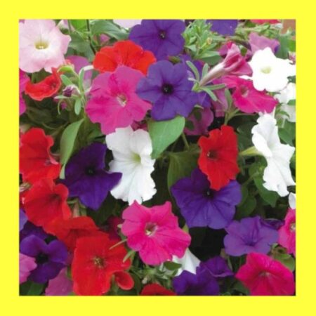 FLOWER-PETUNIA-NANA COMPACTA-DWARF