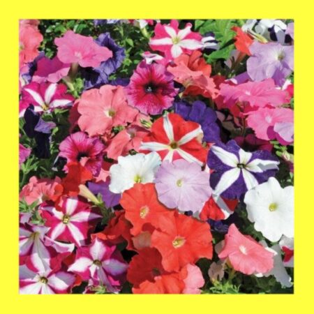 FLOWER-PETUNIA-MIX