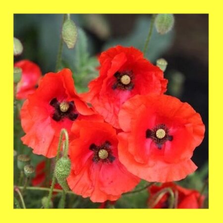 FLOWER-POPPY-FLANDERS
