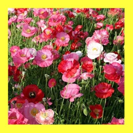 FLOWER-POPPY-MIX