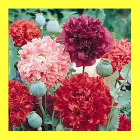 FLOWER-POPPY-PEONY DOUBLE MIX