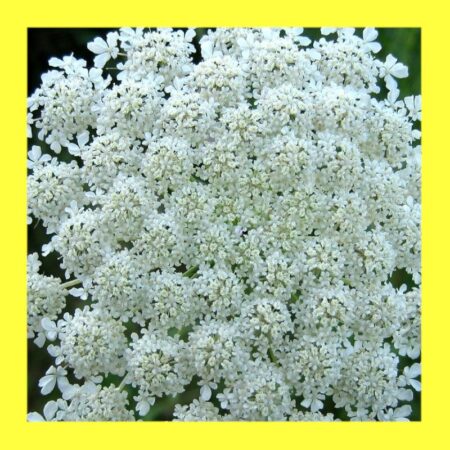 FLOWER_QUEEN_ANNES_LACE._(FALSE)