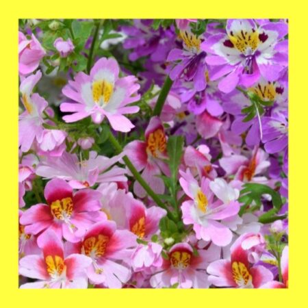 FLOWER-SCHIZANTHUS-ANGEL WINGS