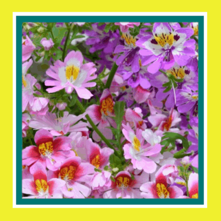 FLOWER-SCHIZANTHUS-ANGEL WINGS (SALE)