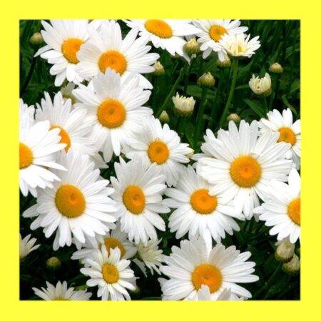 FLOWER-SHASTA DAISY