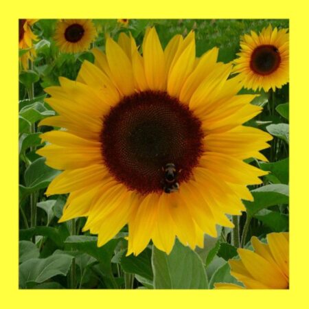 FLOWER-SUNFLOWER-SUNBIRD