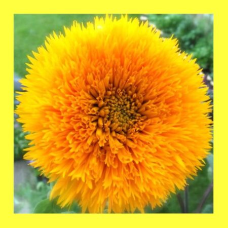 FLOWER-SUNFLOWER-TEDDY BEAR-DWARF