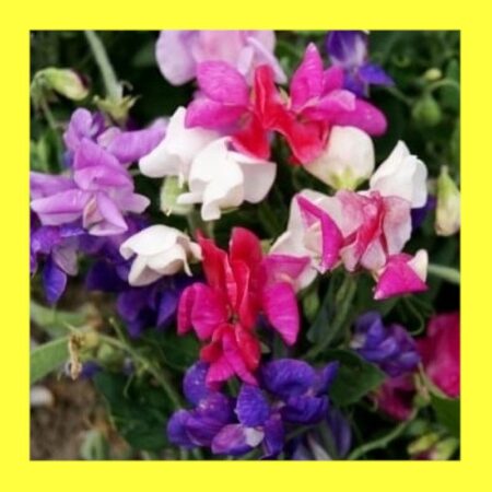 FLOWER-SWEET PEA-BIJOU MIX