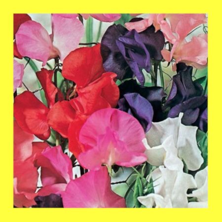 FLOWER-SWEET PEA-GIGANTEA MIX