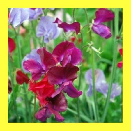FLOWER-SWEET PEA-MAMMOTH MIX