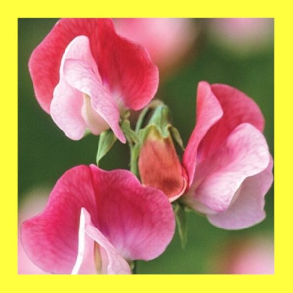 Category Colour Guide 4 FLOWER SWEET PEA PAINTED LADY