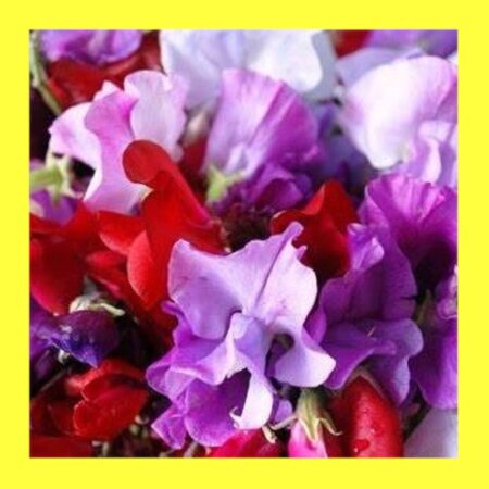 FLOWER-SWEET PEA-ROYAL FAMILY MIX