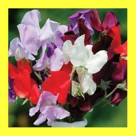 FLOWER-SWEET PEA-SPENCER CHOICE