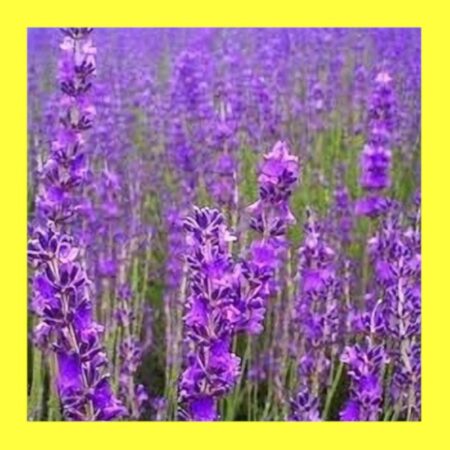 FLOWER-TRUE LAVENDER