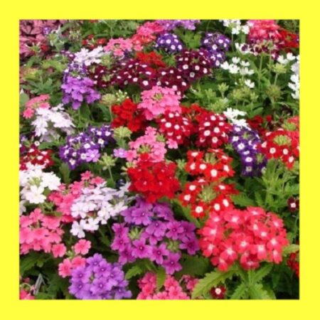 FLOWER-VERBENA MIX