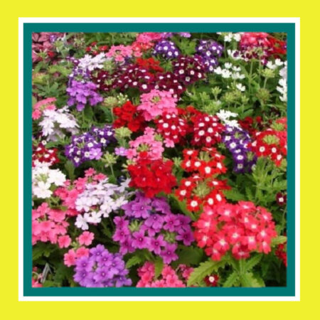 FLOWER-VERBENA (SALE)