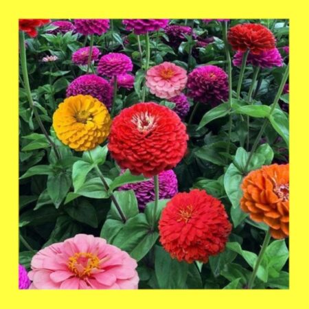 FLOWER-ZINNIA-CALIFORNIA GIANT MIX