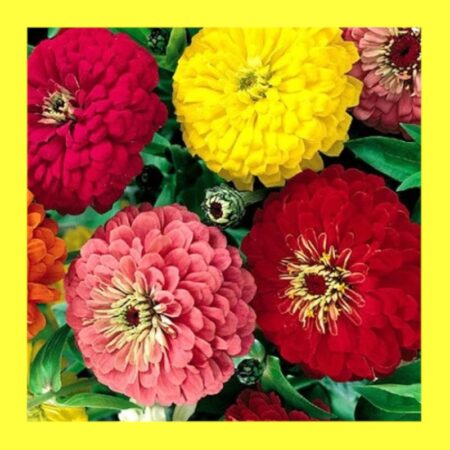 FLOWER-ZINNIA-GOLD MEDAL MIX