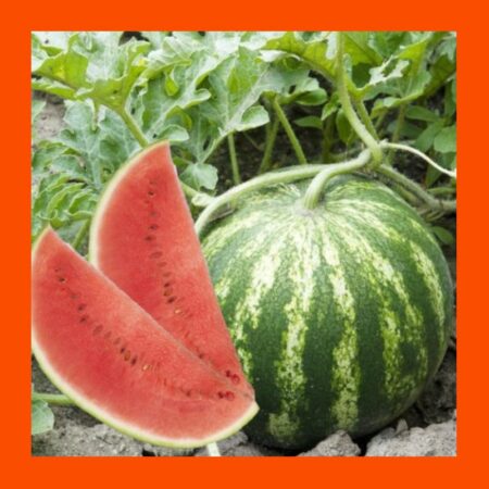 FRUIT-CRIMSON SWEET-W'MELON