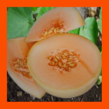 FRUIT-HONEYDEW ORANGE-MELON