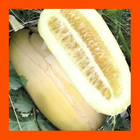 FRUIT-INDIAN CREAM-MELON