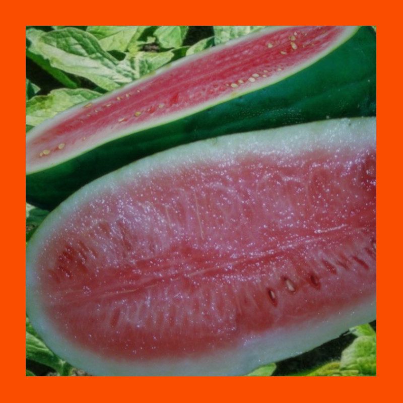 FRUIT-KLECKLEY-WATERMELON 1 FRUIT-KLECKLEY-WATERMELON