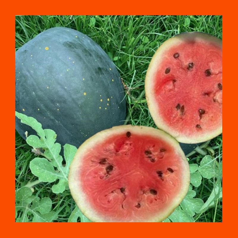 FRUIT-MOON & STARS-WATERMELON 1 FRUIT-MOON & STARS-WATERMELON