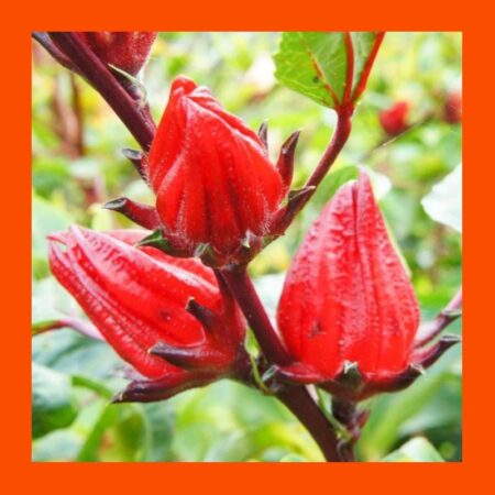 FRUIT-TREE-ROSELLA