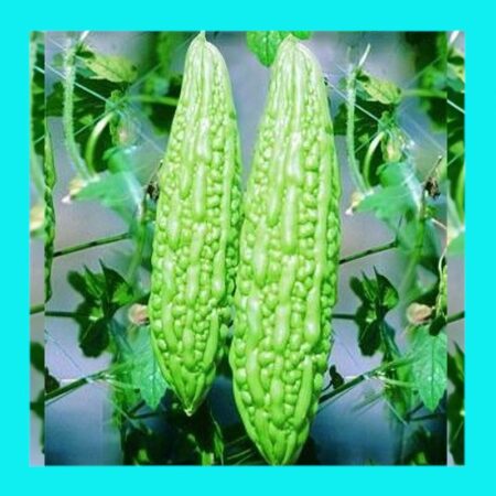 GOURD-BITTER MELON