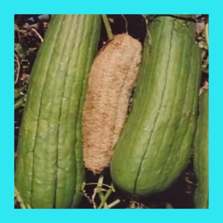 GOURD-LUFFA