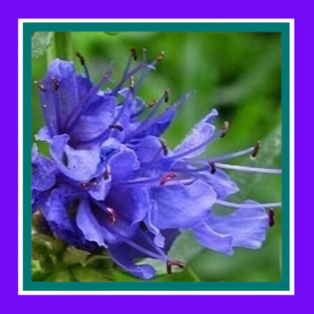HERB-HYSSOP-BLUE-JUFA (SALE)