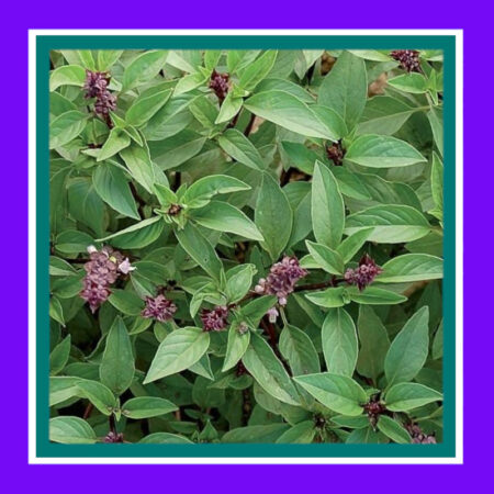 BASIL-THAI (SALE)