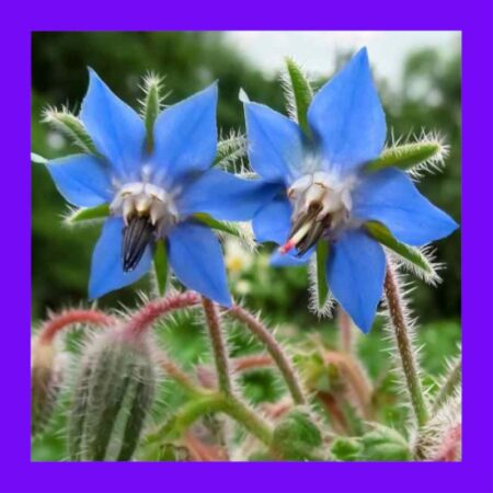 HERB-BORAGE BLUE