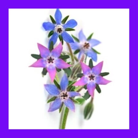 HERB-BORAGE MIX