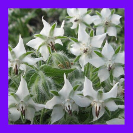 HERB-BORAGE WHITE
