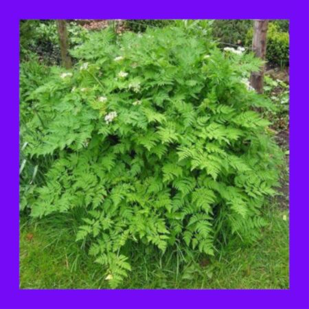 HERB-CHERVIL