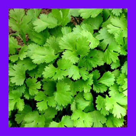 HERB-CORIANDER - CILANTRO