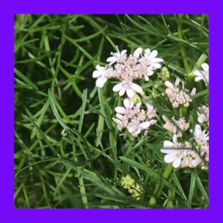 HERB-CORIANDER-DELFINO