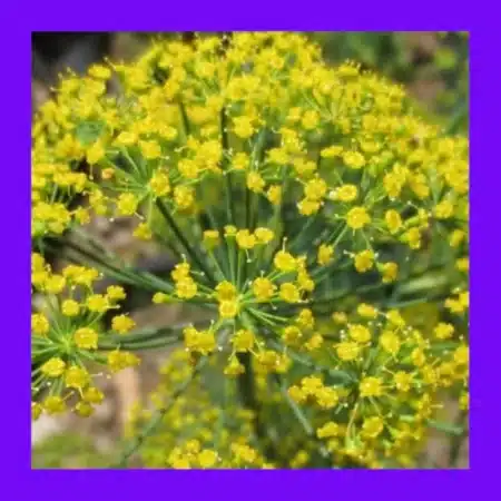 HERB_DILL_BOUQUET