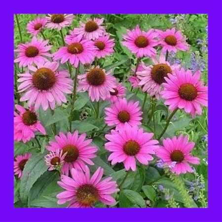 HERB-ECHINACEA-PURPUREA