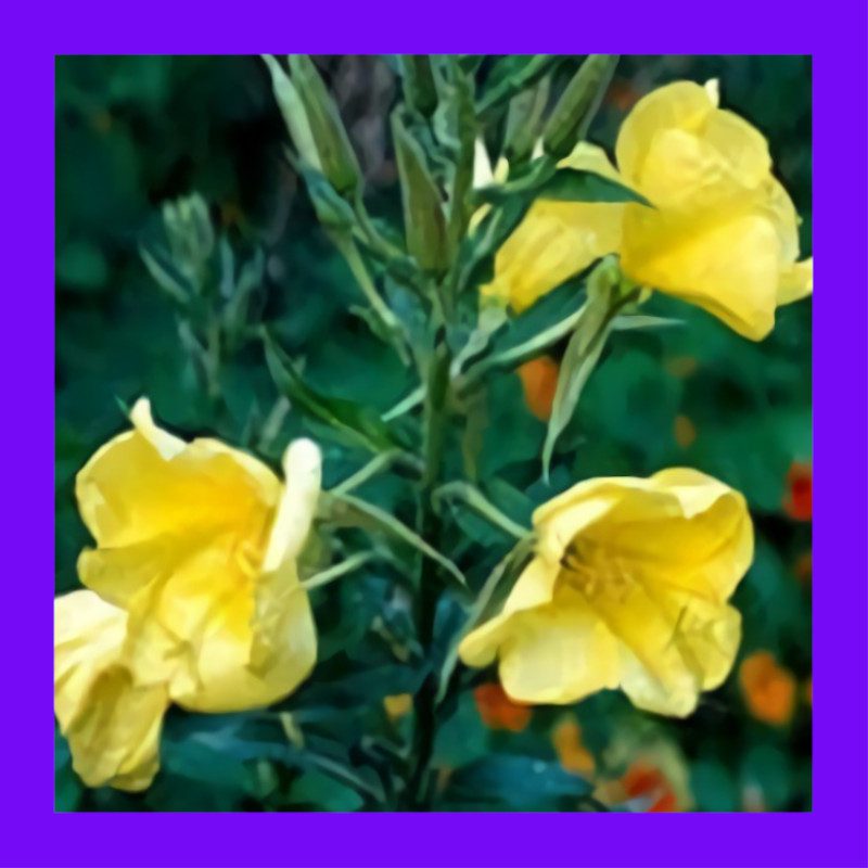HERB-EVENING PRIMROSE 1 HERB-EVENING PRIMROSE
