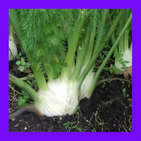 HERB-FENNEL-FLORENCE