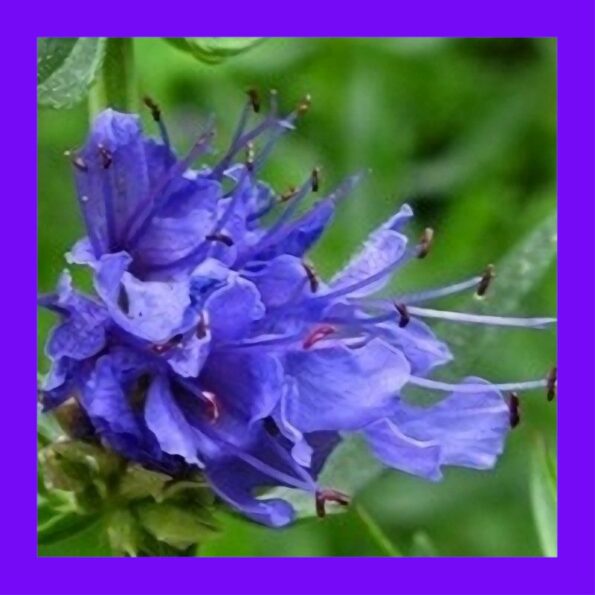 Category Colour Guide 7 HERB HYSSOP BLUE