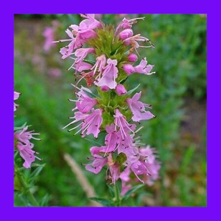 HERB-HYSSOP-PINK-JUFA