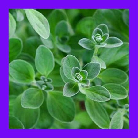 HERB-MARJORAM-SWEET
