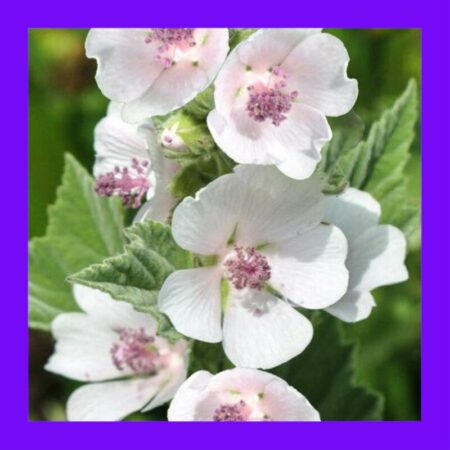 HERB-MARSHMALLOW