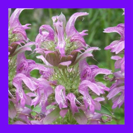 HERB-MINT-LEMON (Bee Balm)